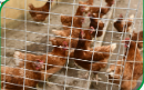 Resuscitation of the Poultry Production Unit (PPU) and Holding Center