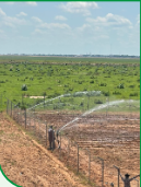 Establishment of 20 Hectares Each Pasture Foundation Seed Farms at RUGA Mafa, Gubio, and Rumirgo (Askira Uba)